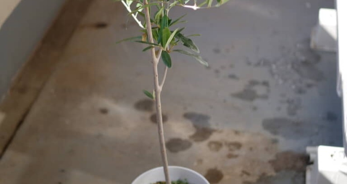 980円で買った貧弱なオリーブ→南側のベランダに放置、たった1年後……　「うわー！」驚きの姿に「成長速度が」（1/3） | ライフスタイル ねとらぼ