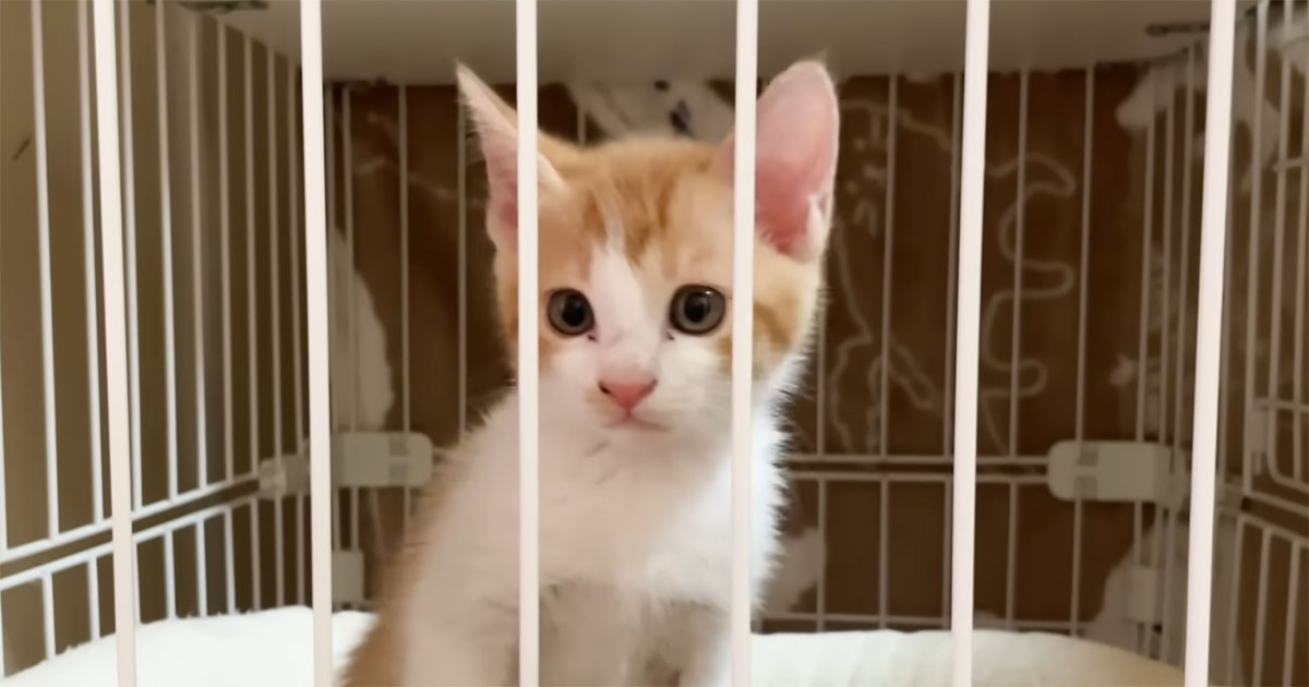里親が決まらず“ひとりぼっち”だった子猫をお迎えしたら……　わずか1週間後、信じられない光景に「尊い」「涙が止まらない」（1/3） | 猫 ねとらぼ