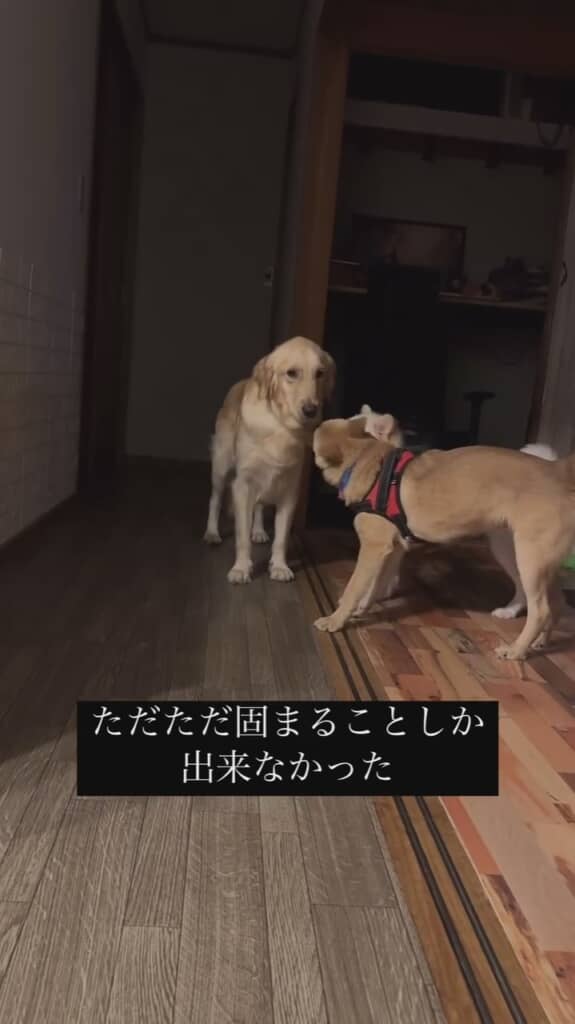 固まって動けませんでした