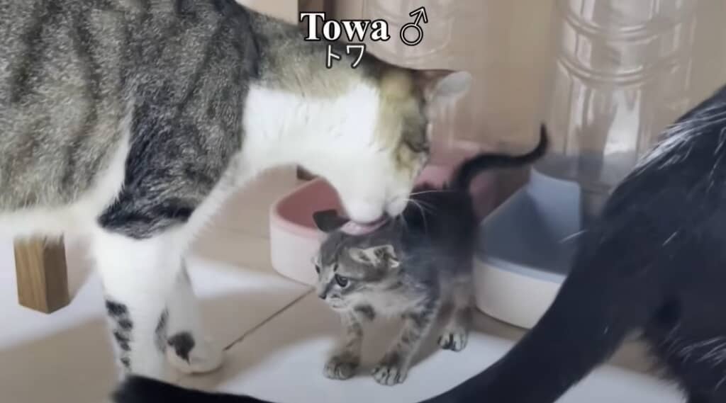 【保護11日目】先住猫とご対面