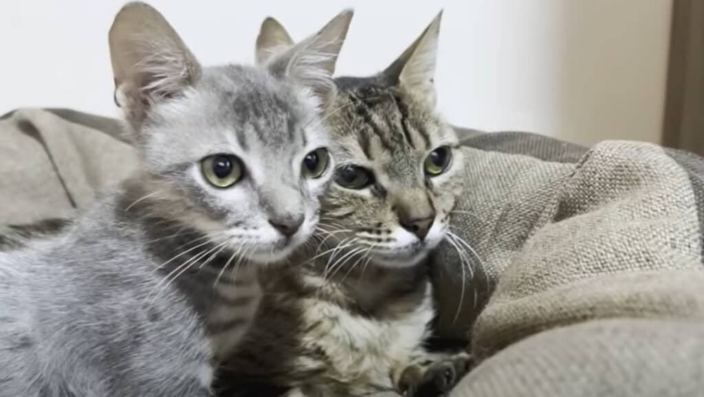  【保護35日目】大好きなヒメちゃんに寄り添っています