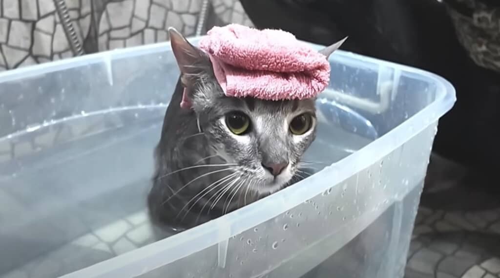 【保護6カ月目】2回目のお風呂に入るリオくん