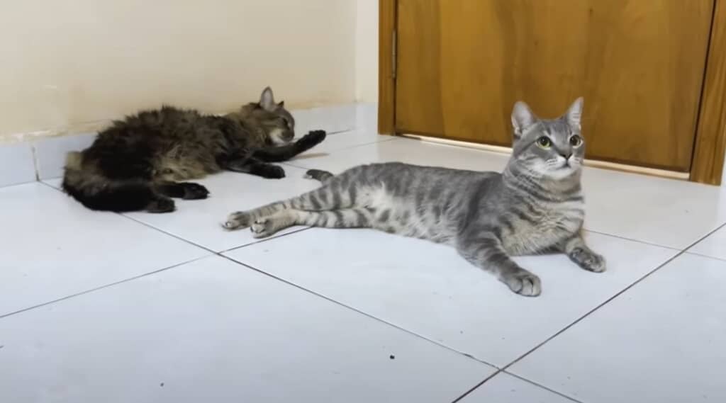 【保護12カ月目】やさしいお兄ちゃんに育ちました