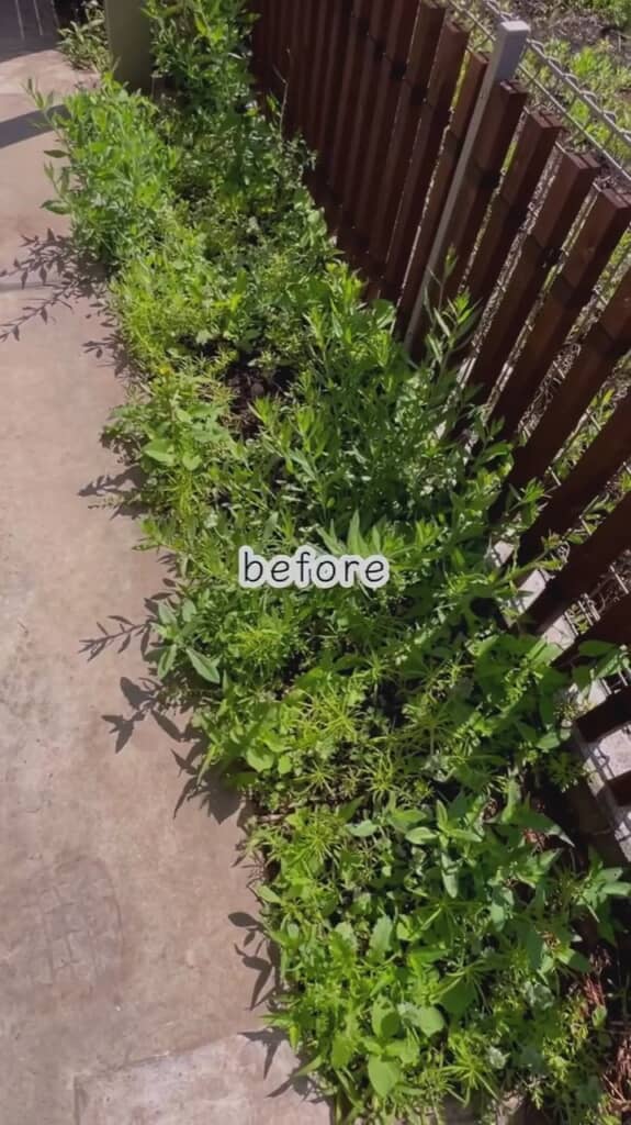 伸び放題だったここも