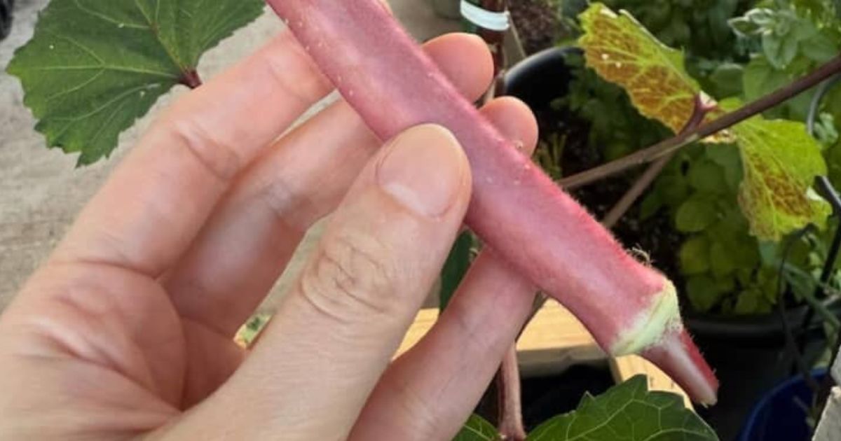 家庭菜園で大切に育てた真っ赤なオクラ、ウキウキで収穫してみると……　まさかの展開に「あらー」「笑ってしまいました」（1/3） | ライフスタイル ねとらぼ