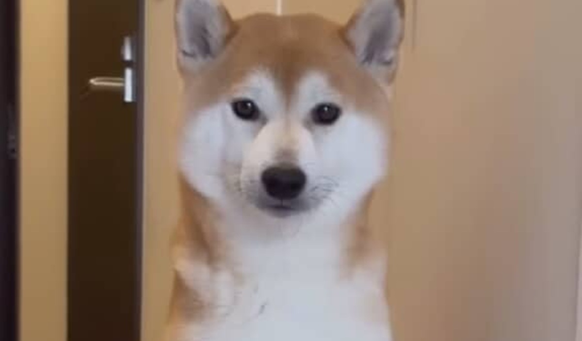 娘が押すアンパンマンカーを乗りこなす柴犬、5年後には……　まさかの姿が150万再生「すご～」「中に人入ってるやろ笑」（1/3） | 犬 ねとらぼ