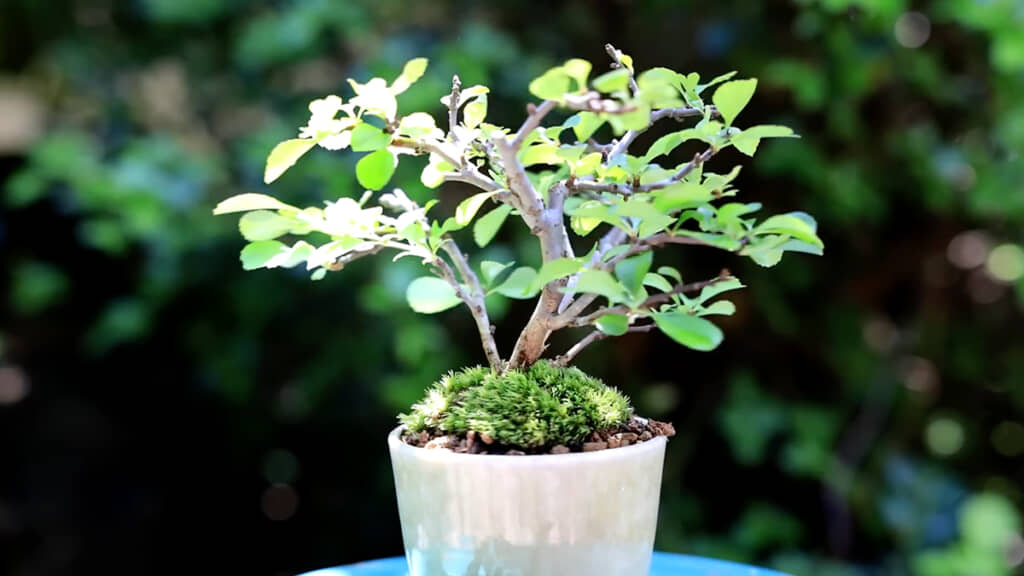 長寿梅のそばちょこミニ盆栽が完成！