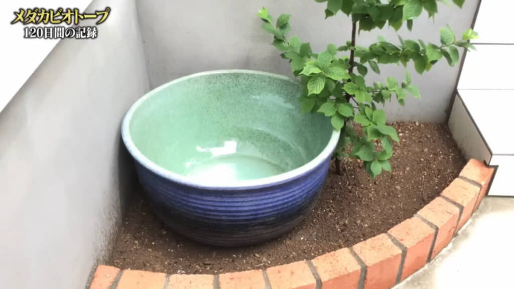 玄関脇の花壇に睡蓮鉢を設置