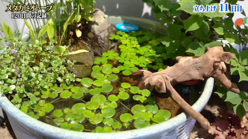 水生植物がどんどん成長