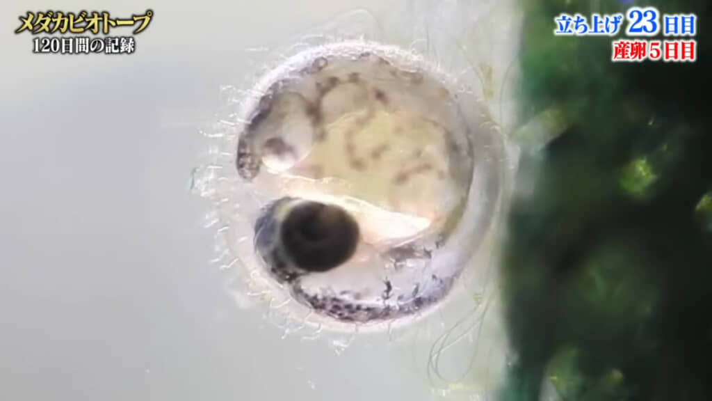 メダカの卵をマクロ映像で観察