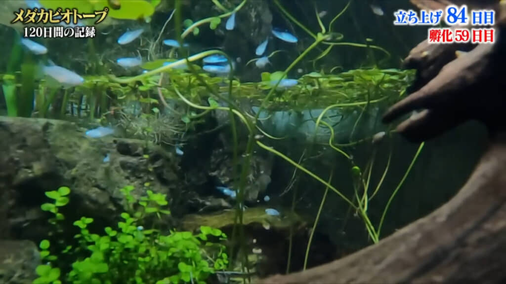 成長した稚魚たちもビオトープに合流