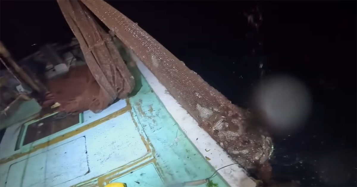 夜11時、瀬戸内海の定置網を引き揚げると……　パンパンに詰まった“生き物たち”に仰天「怖いな」「漁業の醍醐味ですね」（1/3） | その他生き物 ねとらぼ