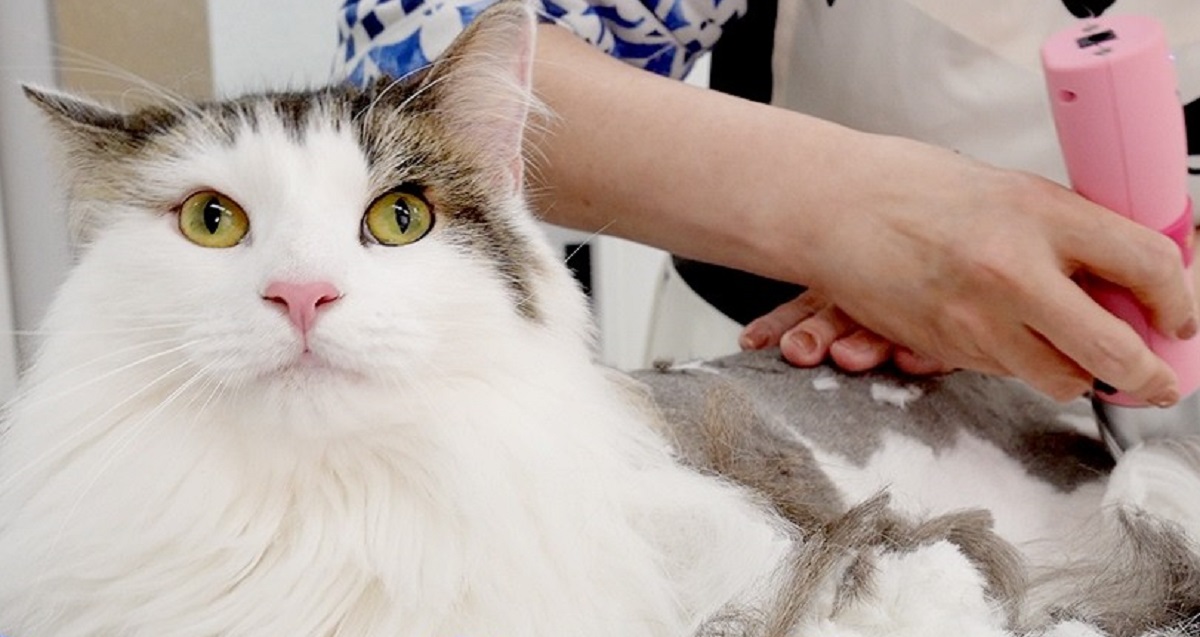 上品で美しいモフモフ猫を“丸刈り”にしたら…… 「ギャップに可愛すぎて笑う」別猫レベルの激変姿に「かっこいいですね~」(1/3) | 猫 ねとらぼ