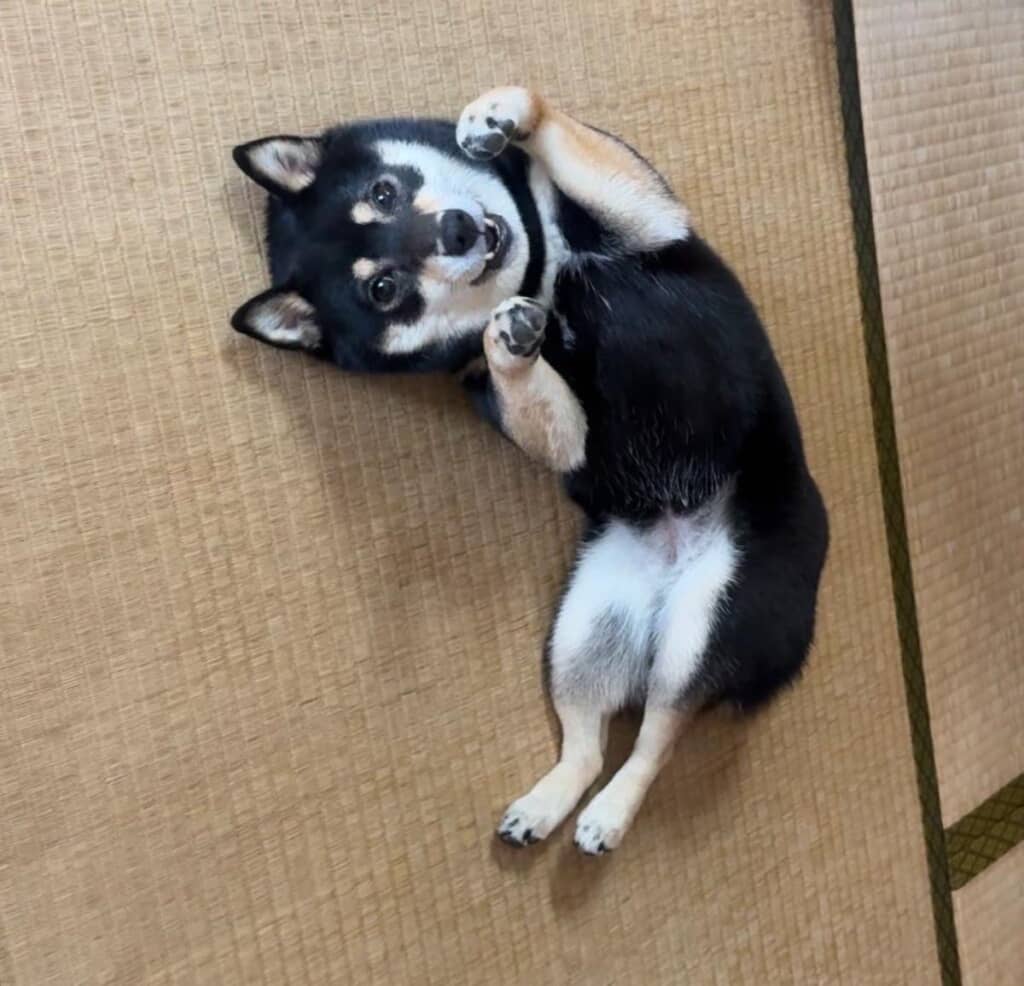 立派な黒柴に成長したごまちゃん