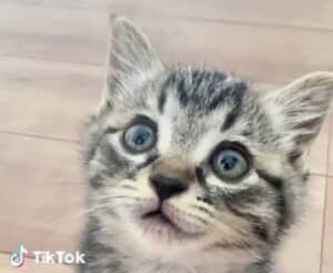 子猫
