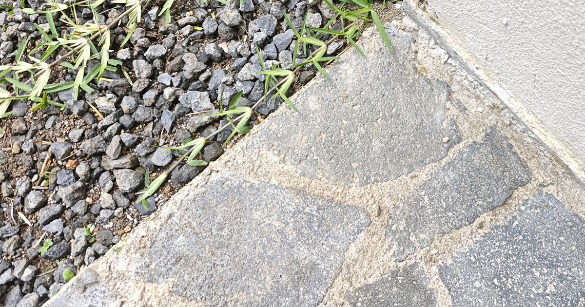 朝起きて玄関を開けたら……「えぐ」　遭遇した“まさかの生き物”に「ほんとにいるんだ」「どうぶつの森でしか見たことない」（1/3） | その他生き物 ねとらぼ