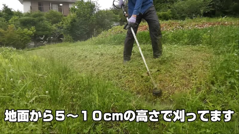 地際よりも高い位置で草を刈る高刈りの様子