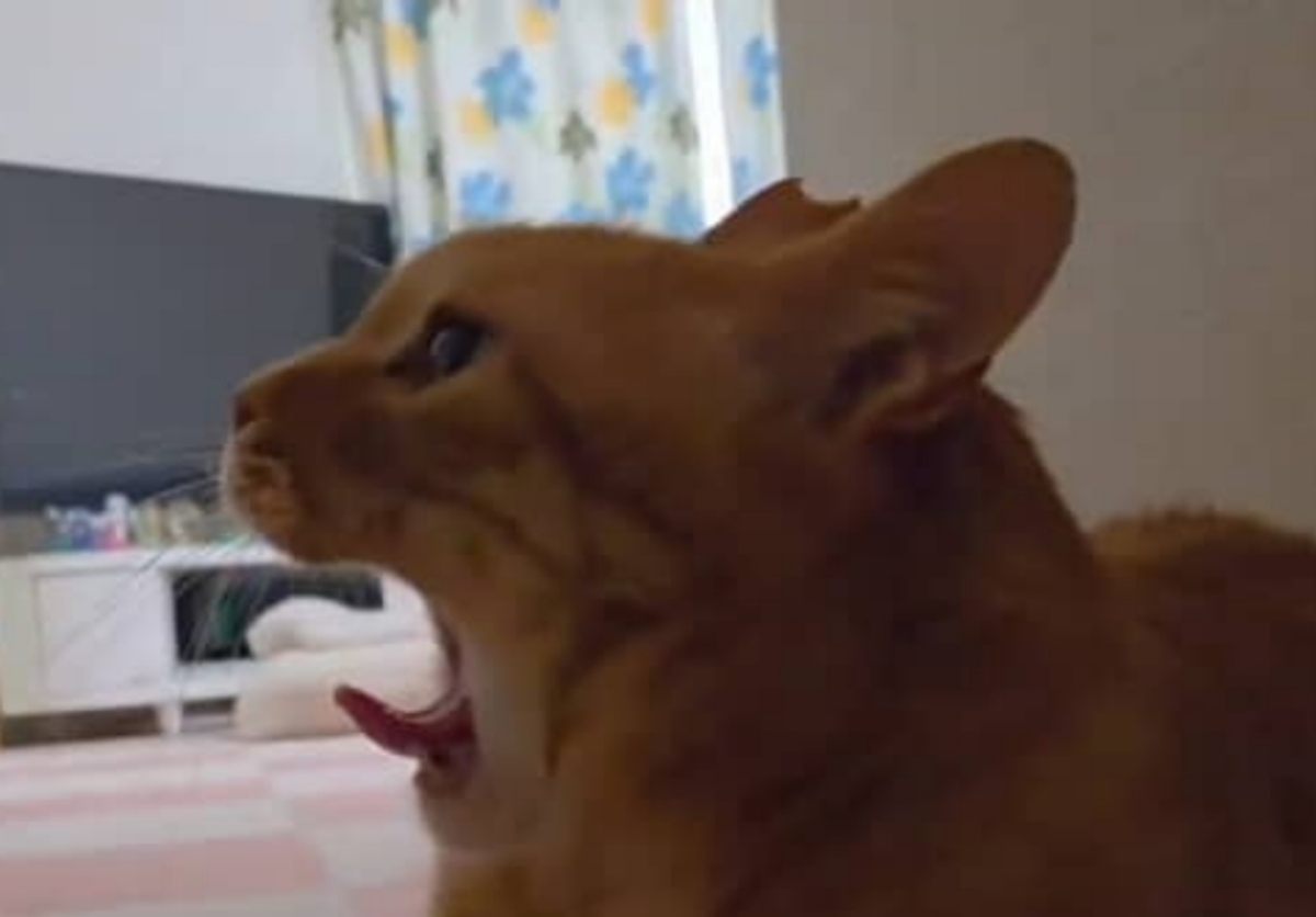 あくびする猫を何気なく撮影していたら……「わーーーー」「なんと」 奇跡的な光景に「狙ってても撮れるものじゃない」(1/3) | 猫 ねとらぼ