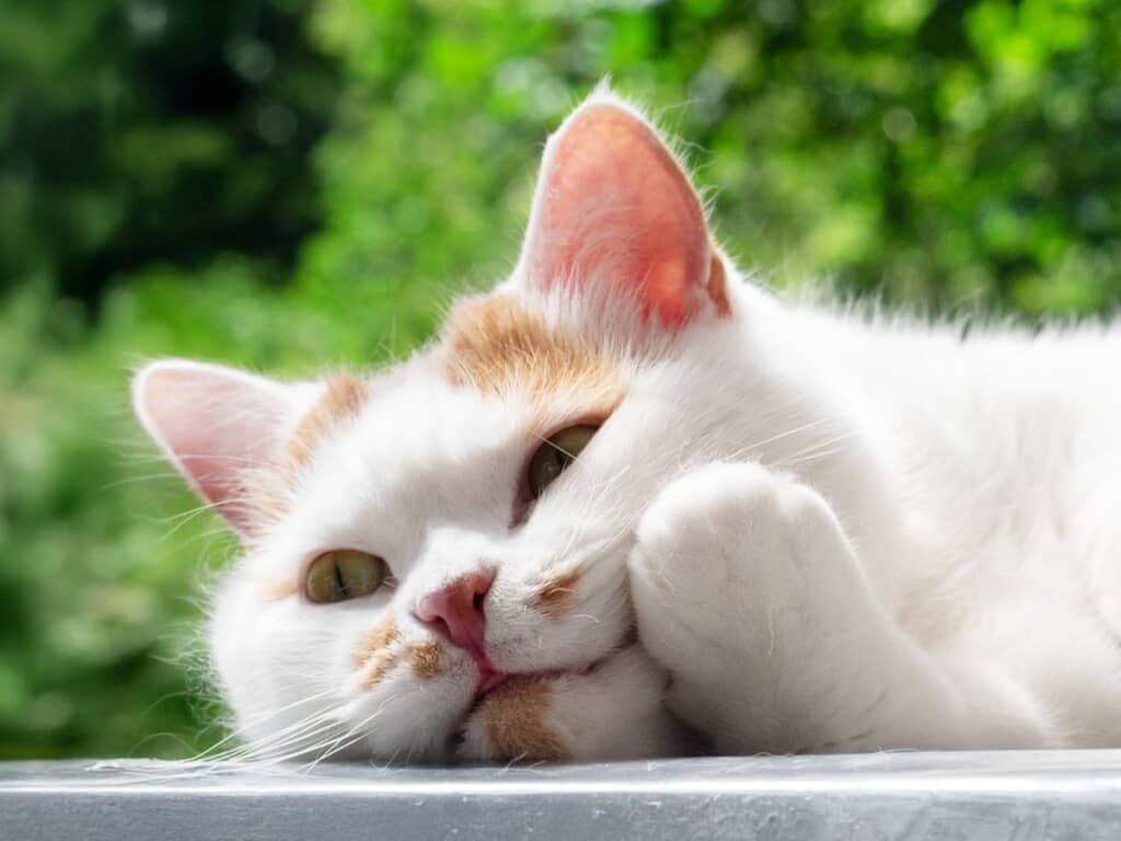 「企み顔のメイ先輩」