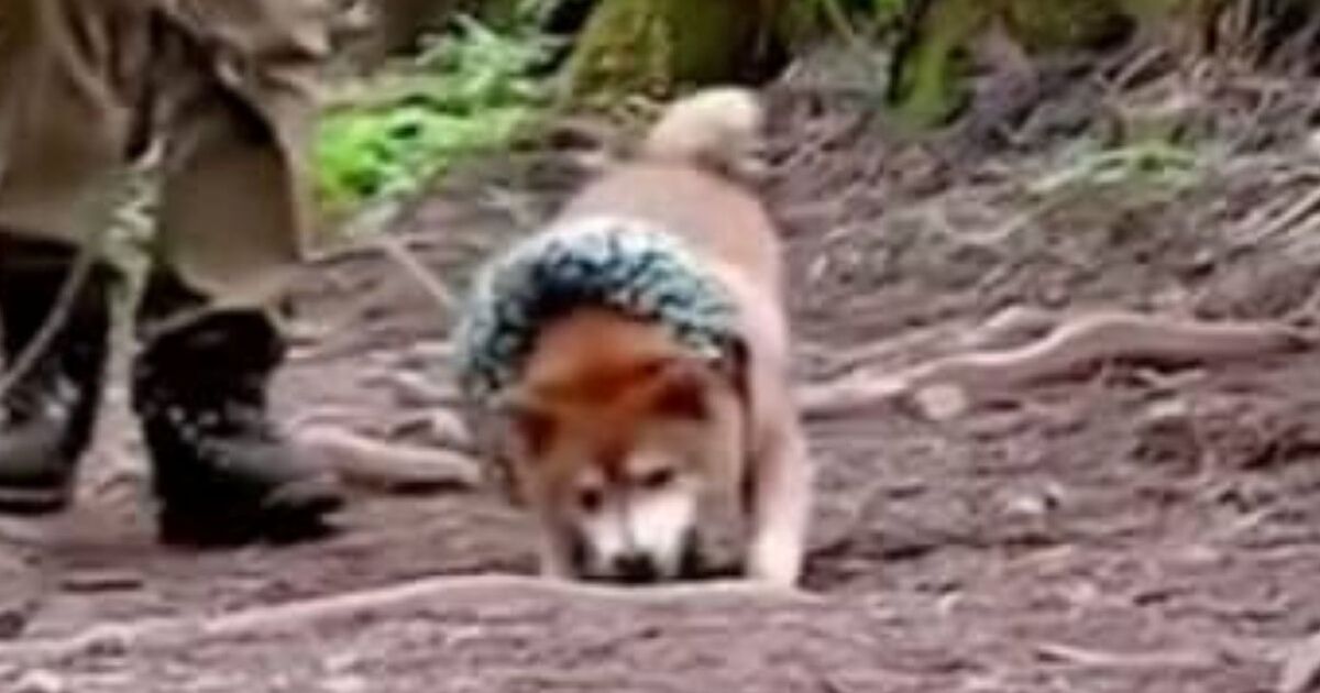 散歩中、急にテンションが上がった柴犬→足元を見ると……　「ぎゃーやめてやめて！」飼い主を襲った“まさかの悲劇”が340万再生 | 犬 ねとらぼ