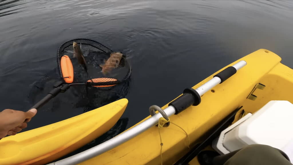 開始早々、イラを釣り上げる
