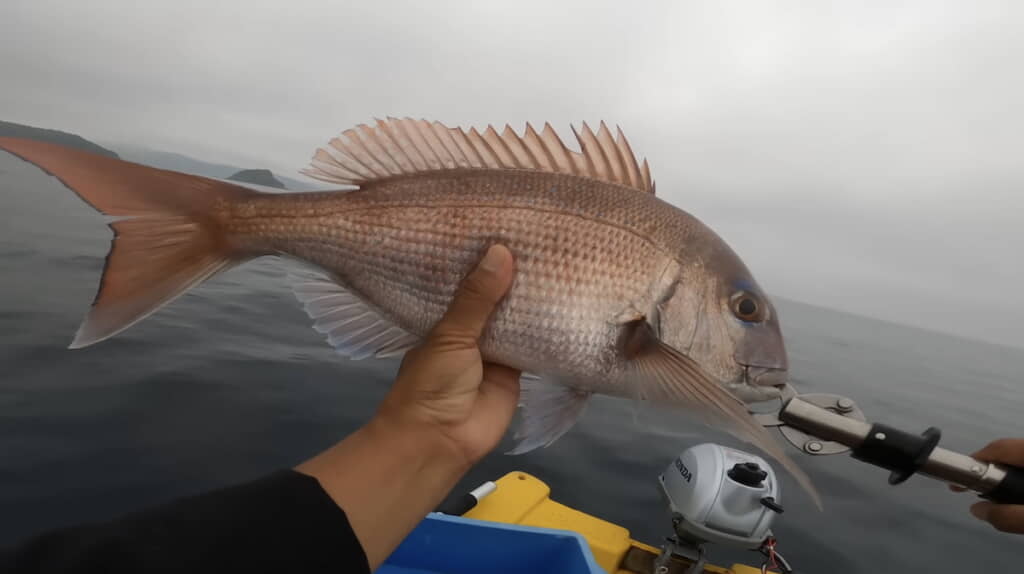 ついにマダイを釣り上げる
