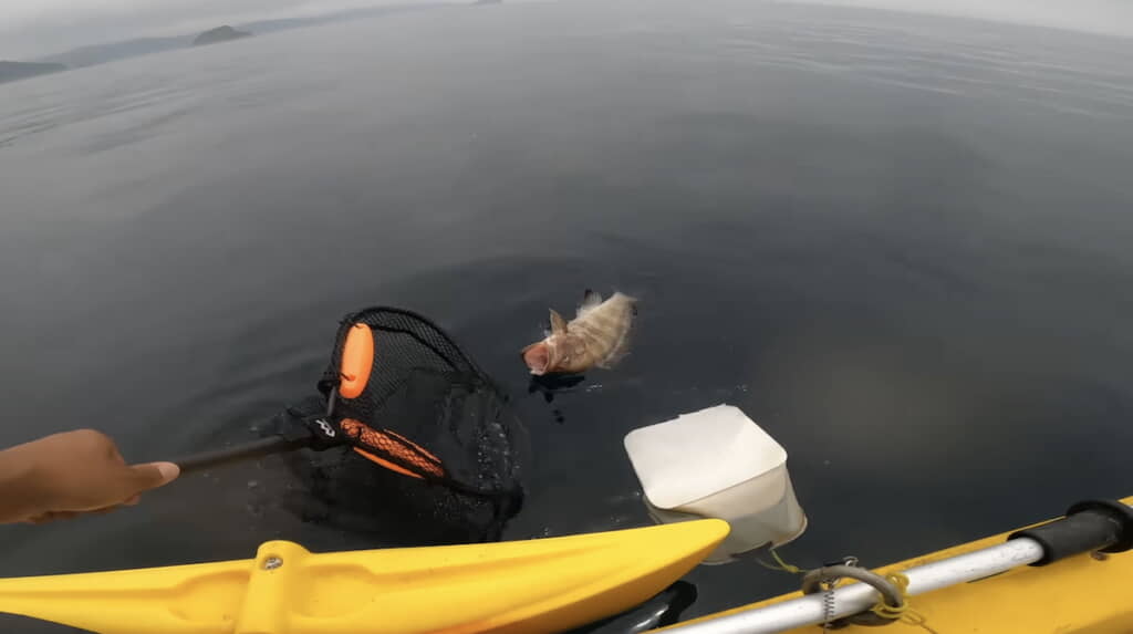 大きなオオモンハタをゲット！
