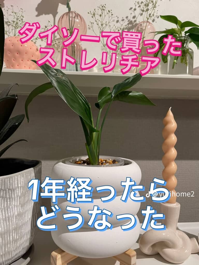 ダイソーで買ったストレリチア