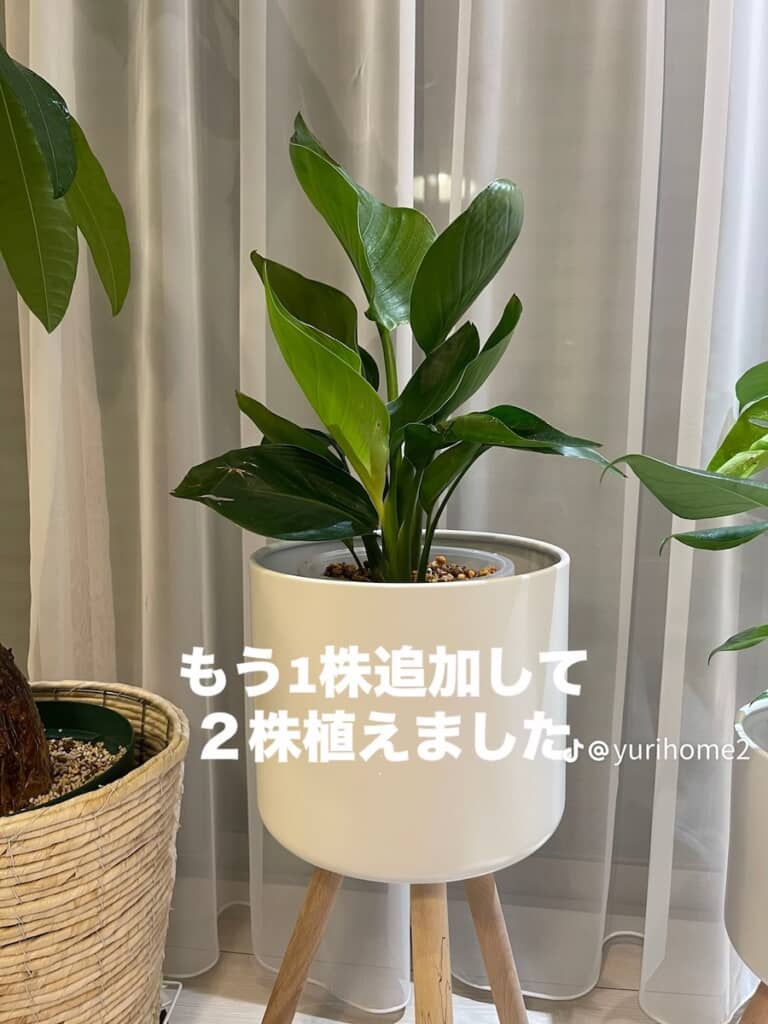 2株植えて室内で育成スタート