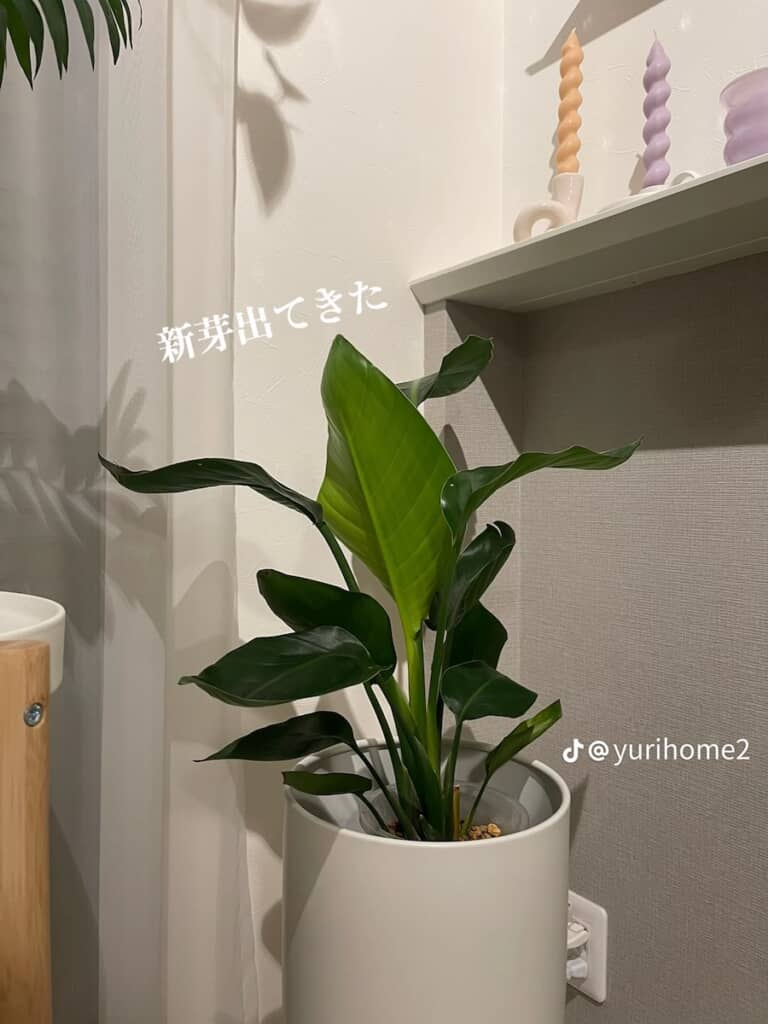 しばらくすると新芽が顔を出しました
