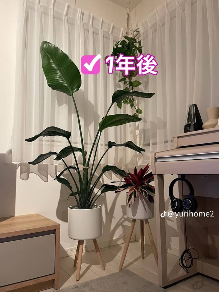 1年後には電子ピアノを大幅に超える高さに成長
