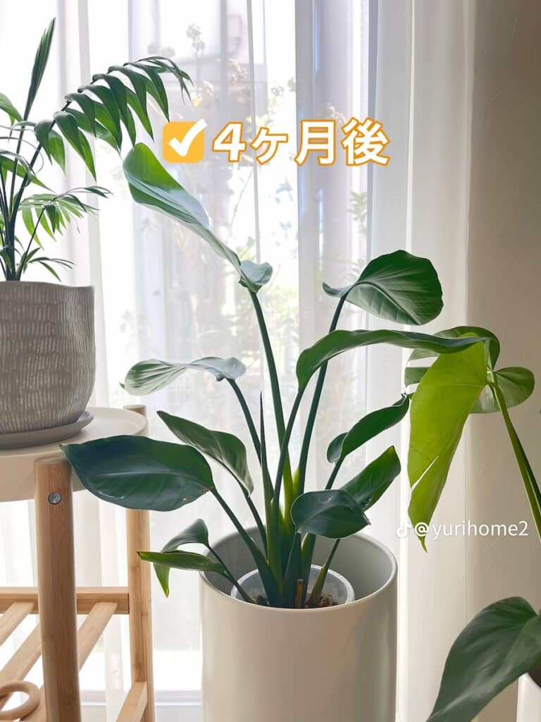 4ヶ月後には茎が大きく伸びた状態に