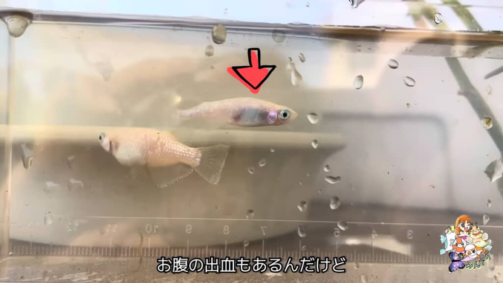 スノーホワイトのメスに異変が……！