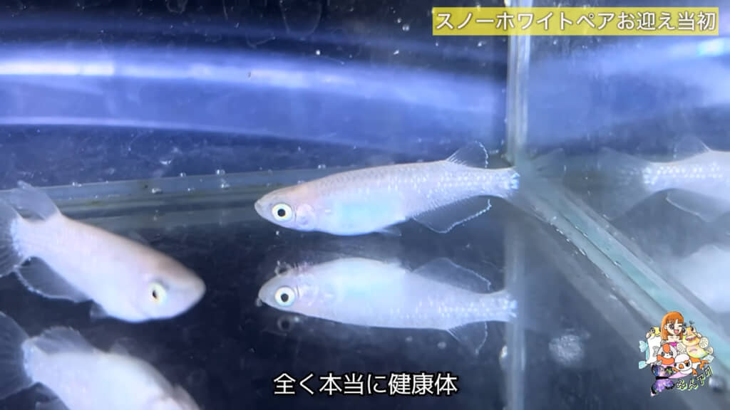 お迎え直後はとても健康体だったのですが……