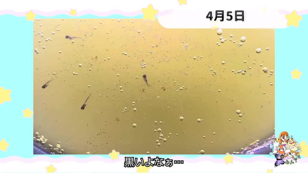 最初は黒かったスノーホワイトの針子