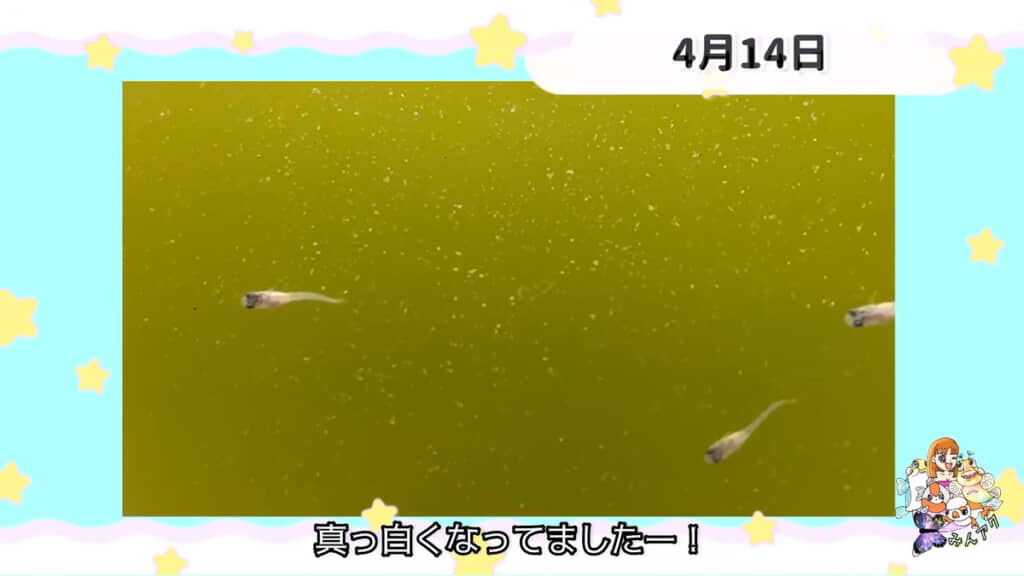 ある日を境に真っ白になったそうです、不思議だ……！！