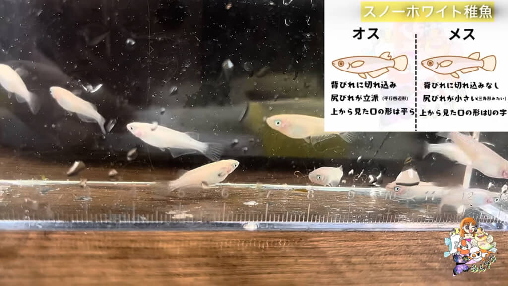 スノーホワイトの子孫たちの性別を見分けたいようですが……