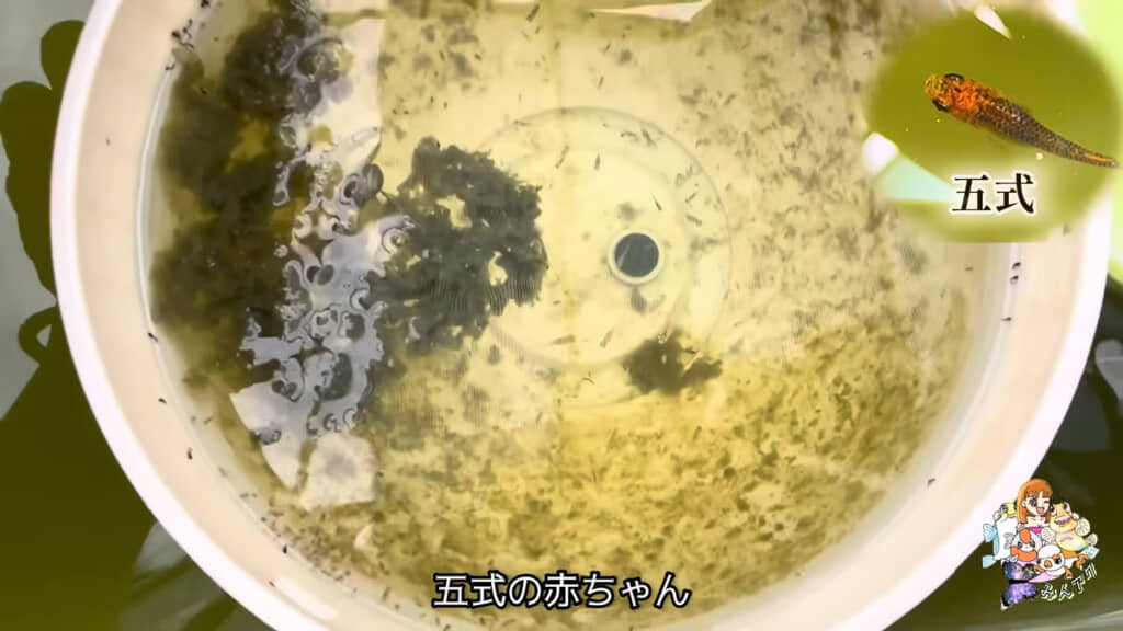 他のメダカたちも続々と産卵し、卵がふ化していました