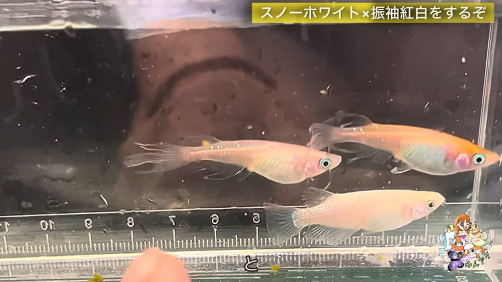 スノーホワイトのオスと振袖紅白のメスを掛け合わせてみることに