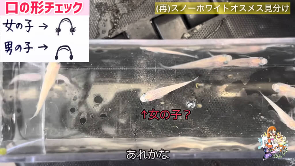 メダカの稚魚の性別を見分けるのは難しいようです……！