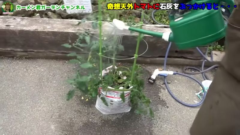 苦土石灰入りの水をジョーロでかける