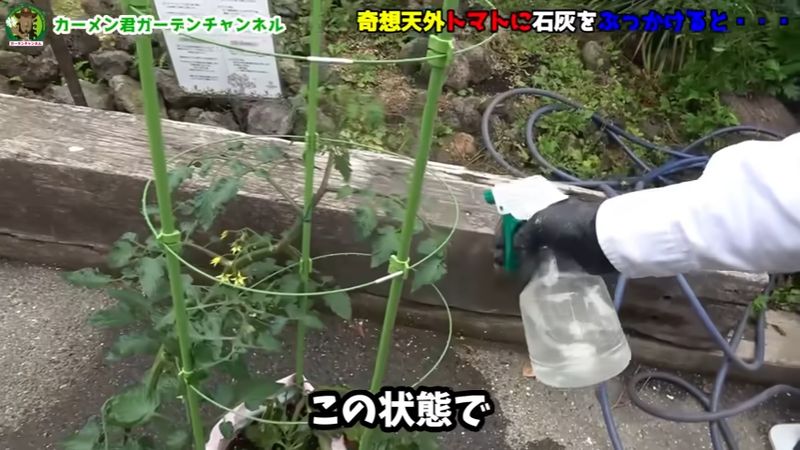 石灰水の上澄みを希釈してスプレーで散布