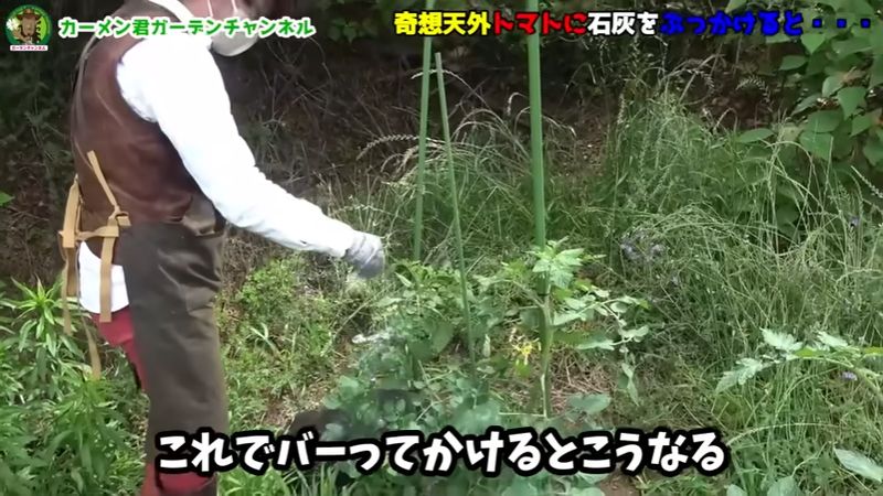 畑のトマトに石灰を直接かける
