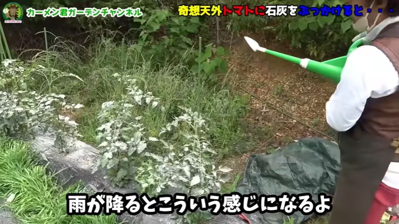 雨をイメージしながらジョーロで水をかける