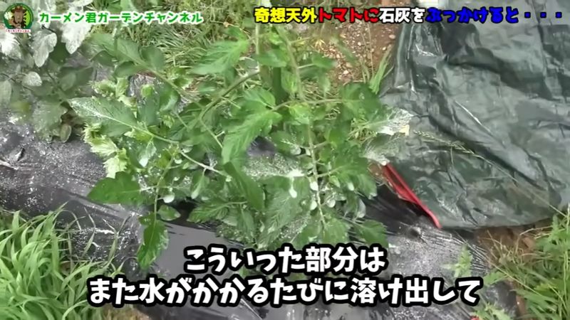 流れずに葉の上に残った苦土石灰