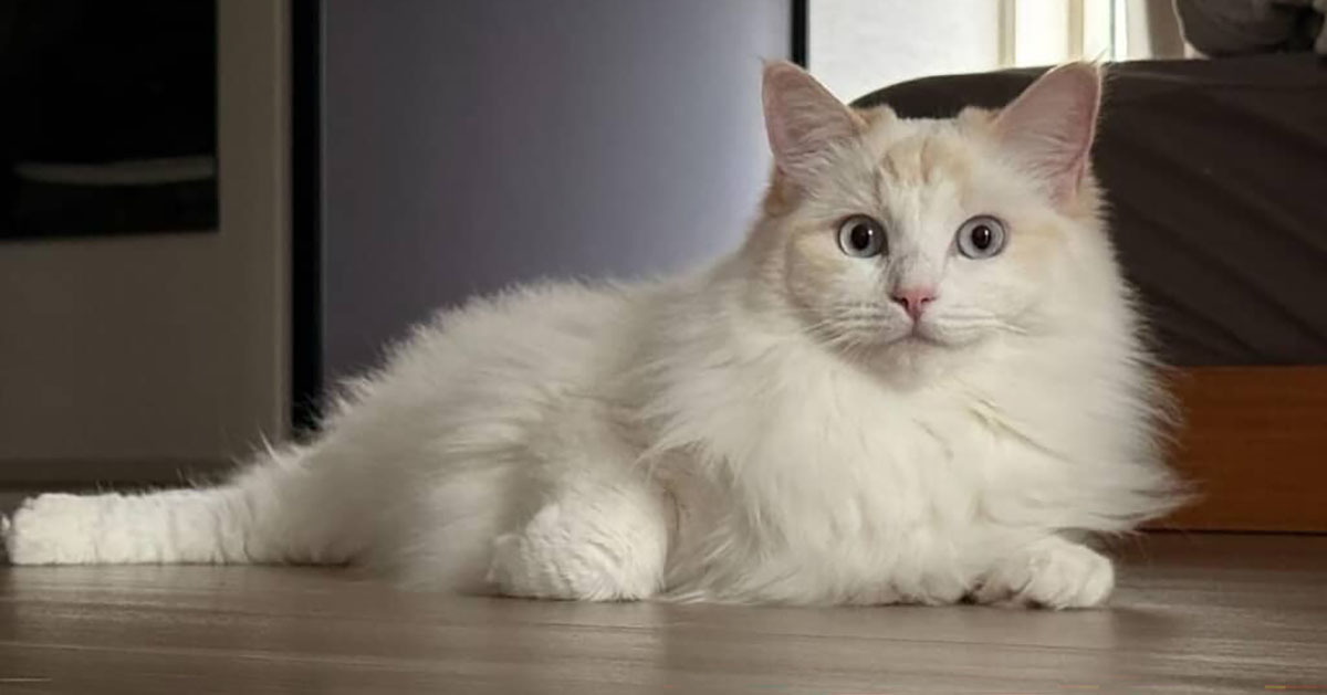 ←冬の姿　夏の姿→　愛猫の毛を見比べてみたら……「えっ！？」　“まさかの大変身”に「びっくり」「こんなに変わるの」（1/2） | 猫 ねとらぼ