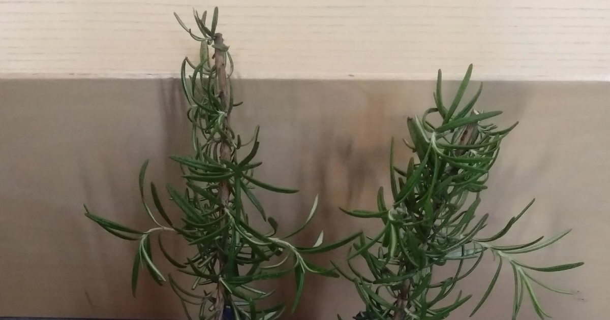 義母から“ローズマリー”をもらった小2息子→なぜか玄関に持っていき……？　まさかの使い方にママ爆笑「天才」「これいいですね」（1/2） | ライフスタイル ねとらぼ