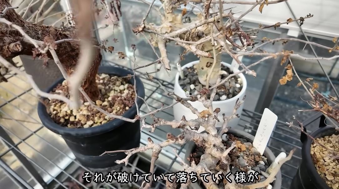 茶色く枯れ尽くしたボロボロ植物たちが、2週間後…… 「えーっ！？」“水