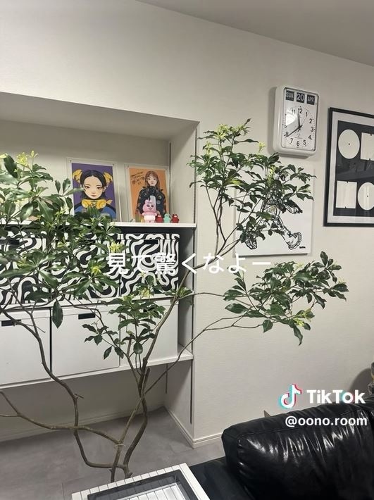 大きな観葉植物がよく似合う空間