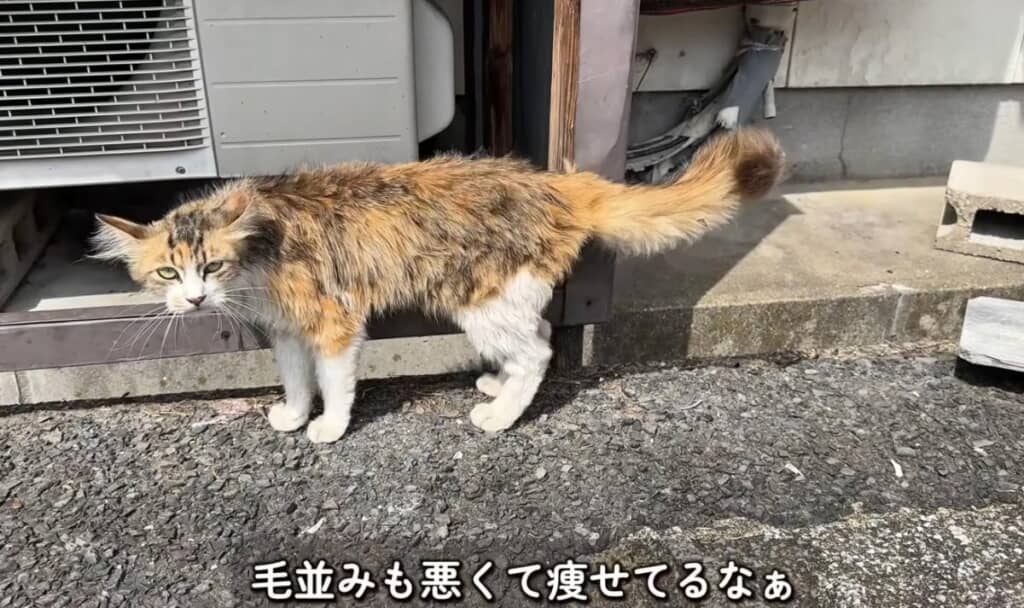 猛暑の駐車場で出会ったメスの野良猫